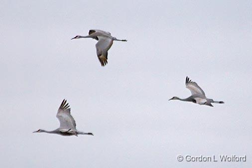 Sandhill Cranes In Flight_31350.jpg - Sandhill Crane (Grus canadensis)Photographed along the Gulf coast near Port Lavaca, Texas, USA.